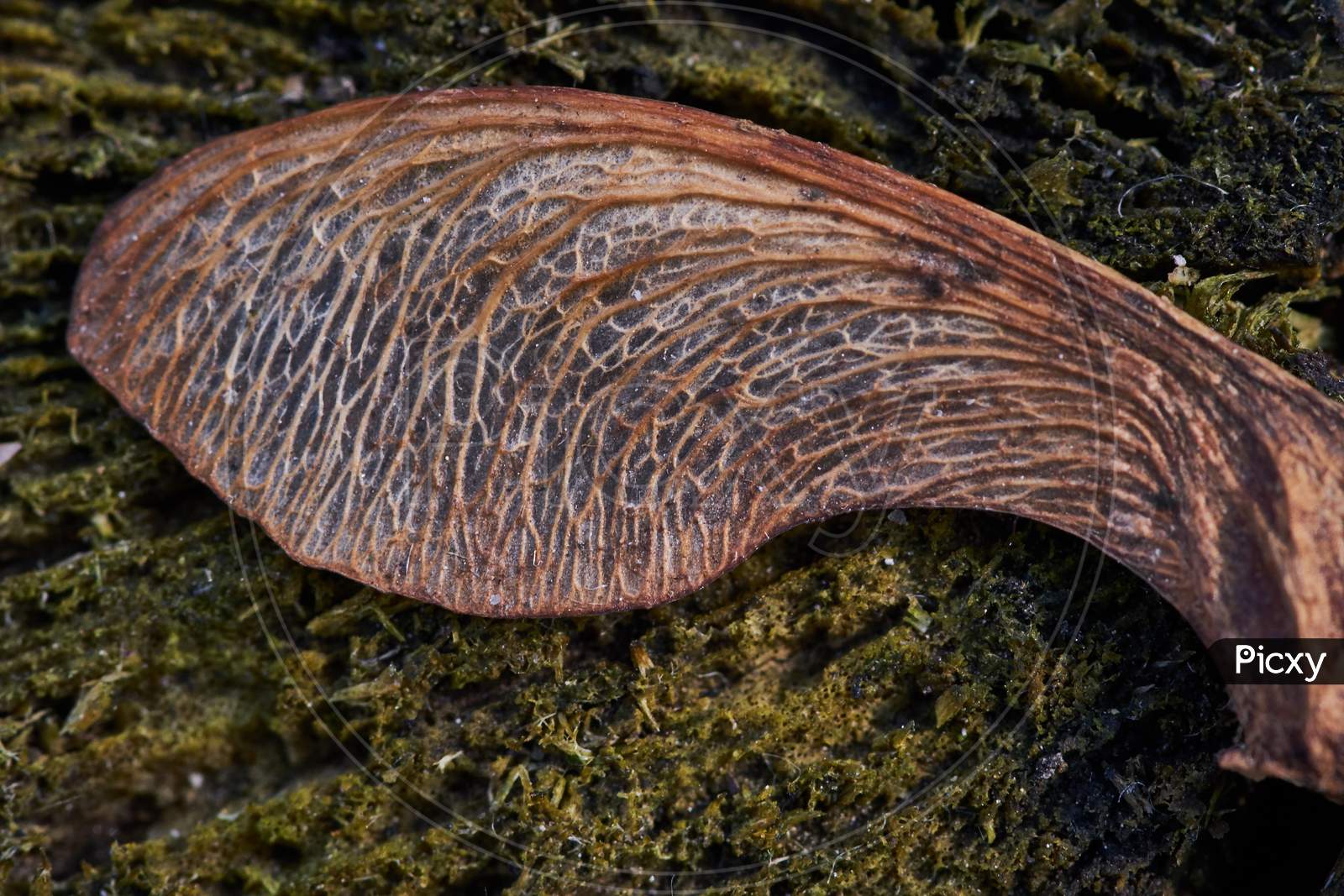 Closeup Shot Of A Dried Norway Maple Seed