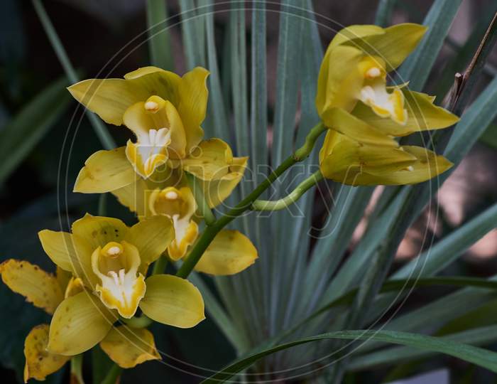 Closeup Shot Of Blooming Daffodil