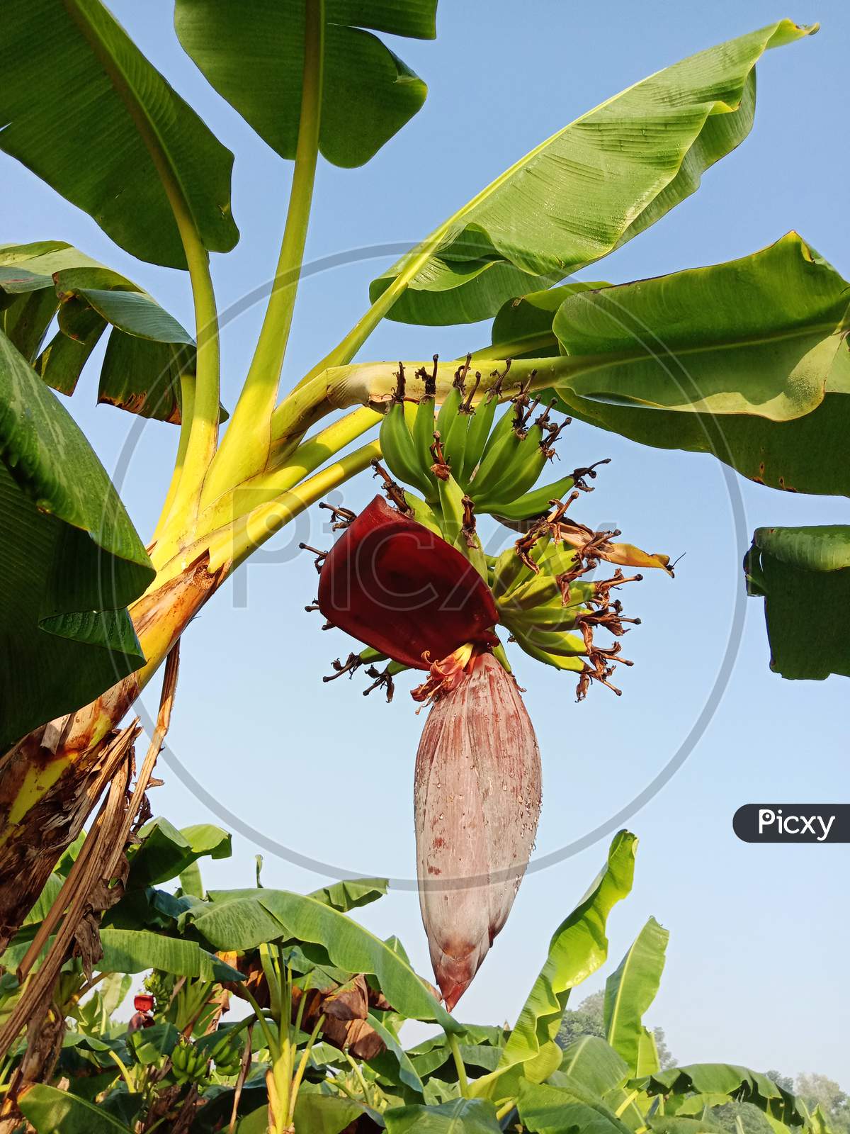 Banana Flower With Tree On Firm