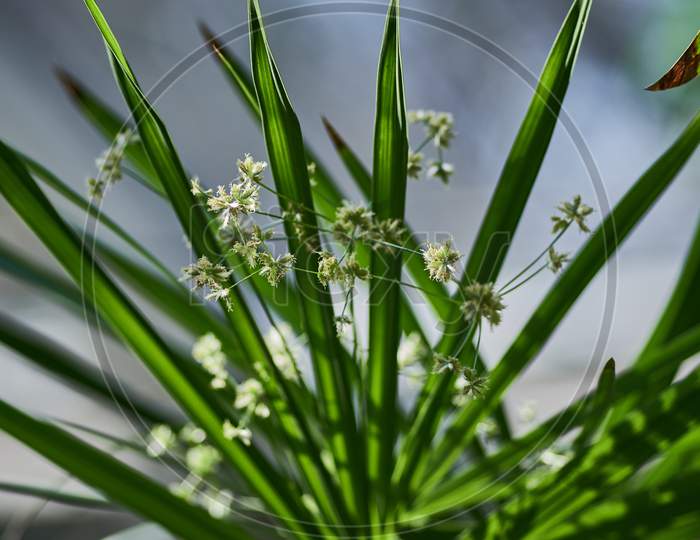 Closeup Shot Of Blooming Nutsedges
