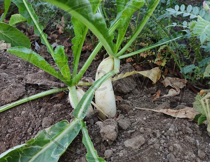 White Round Radishes Growing In The Garden,Radish Growing In Soil. Ripe White Root Vegetable With Green Leaves.Organic Radishes Planting In Greenhouses.
