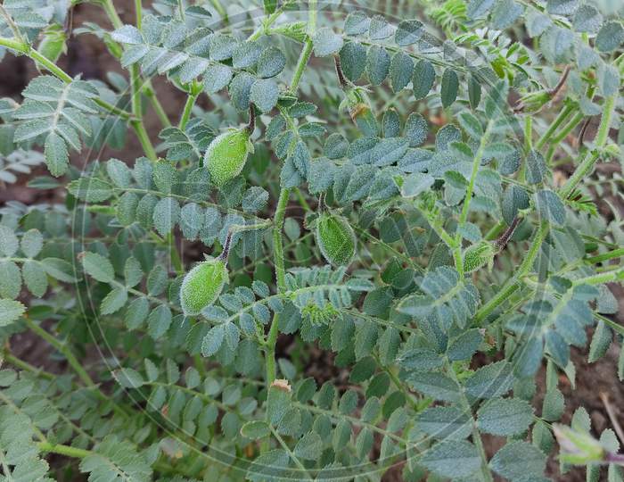 Green Pods Of Chickpeas Grow On A Plant, Close Up, Field, Plantation
