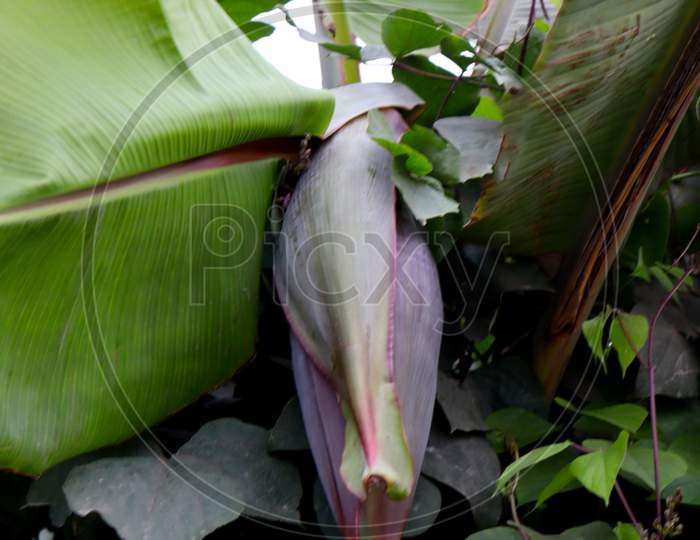 Banana Flower With Tree On Firm