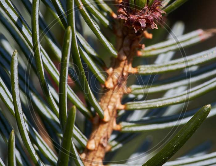 Vertical Loseup Shot Of A Pine Tree Branch