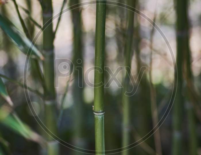 Vertical Closeup Shot Of Green Bamboo Sticks