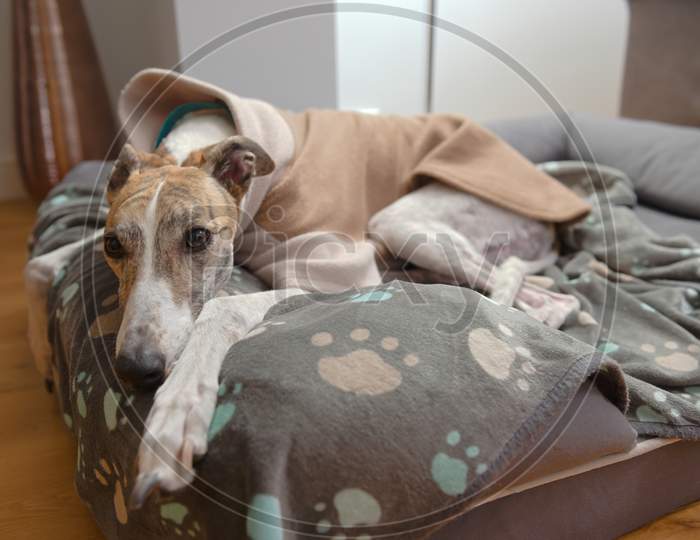 Pet Greyhound Dog Places Her Paw Towards The Camera, Lying In Bed