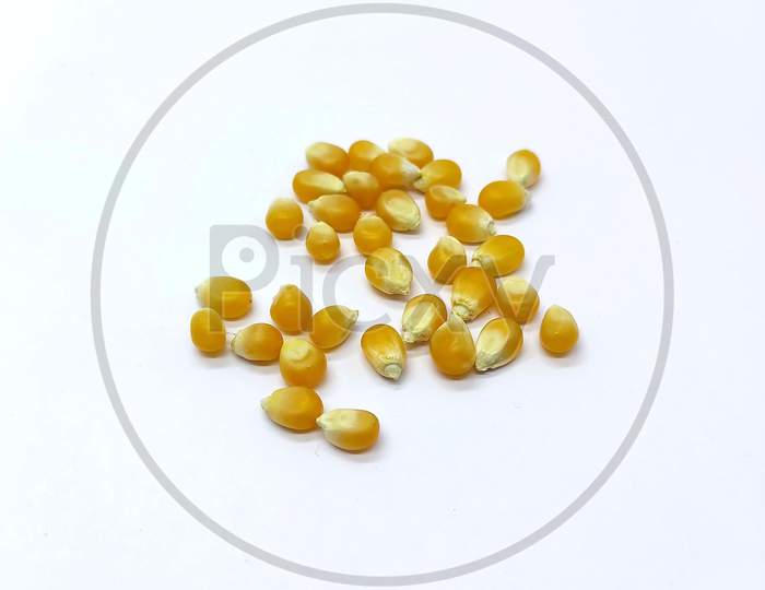 Corn Kernels, Falling Corns Seeds, Yellow Dry Corn Grains Isolated On White Background