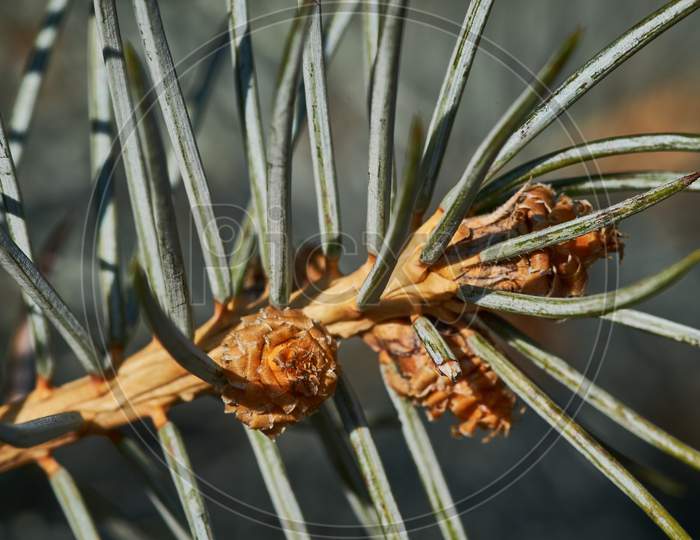 Closeup Shot Of A Pine Tree Branch