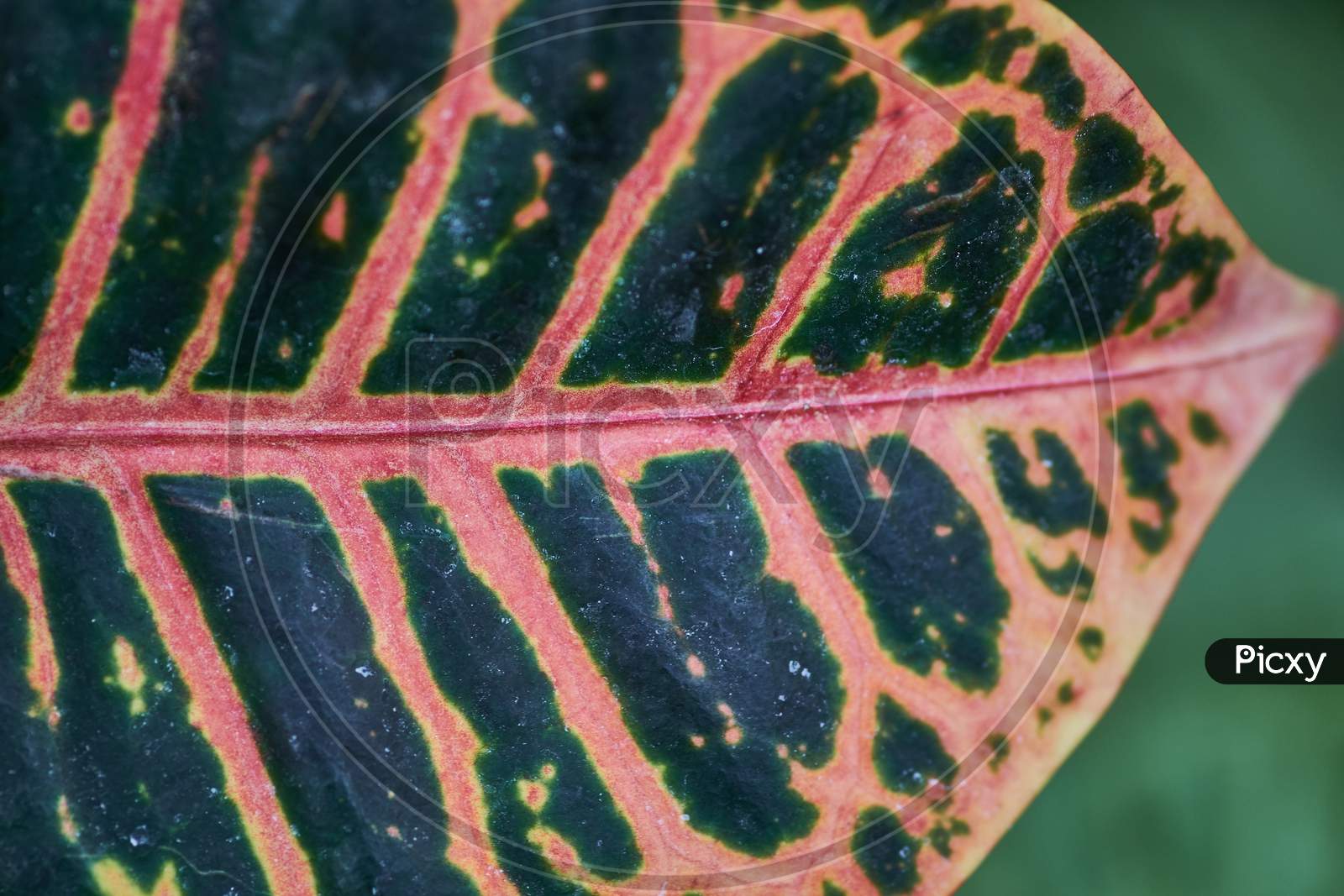 Closeup Shot Of A Garden Croton Leaf