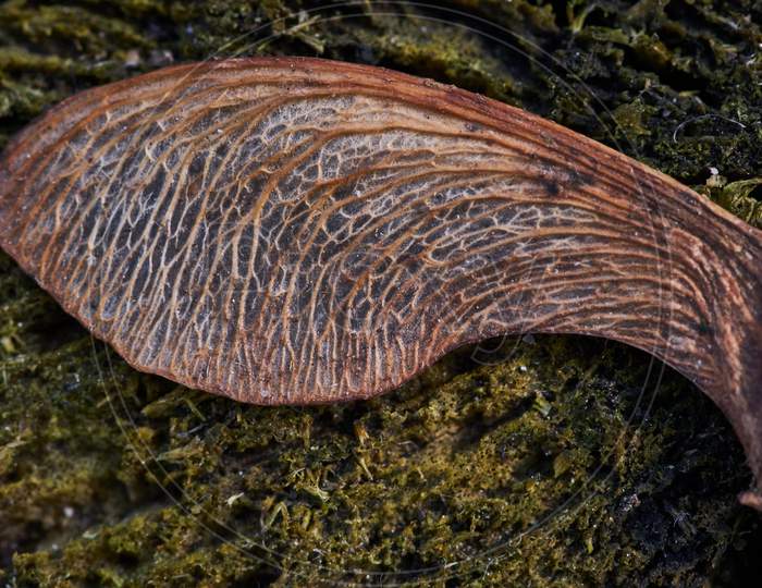 Closeup Shot Of A Dried Norway Maple Seed