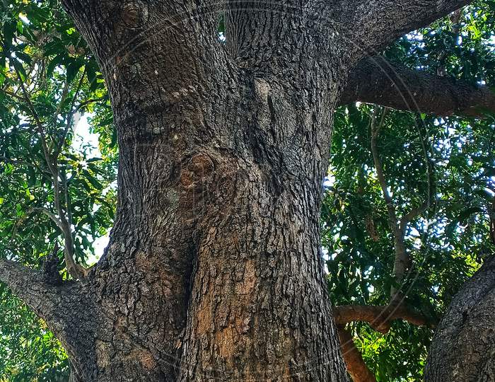 Big tree trunk