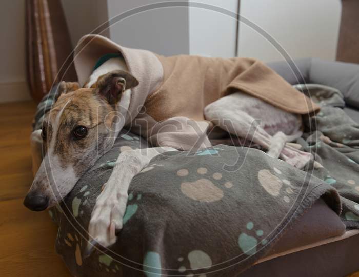 Cute Brindle And White Pet Greyhound Wears Fleece Pyjamas In Her Bed