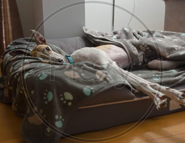 Large Pet Greyhound Stretches With Her Ears Pricked As She Lies In Bed