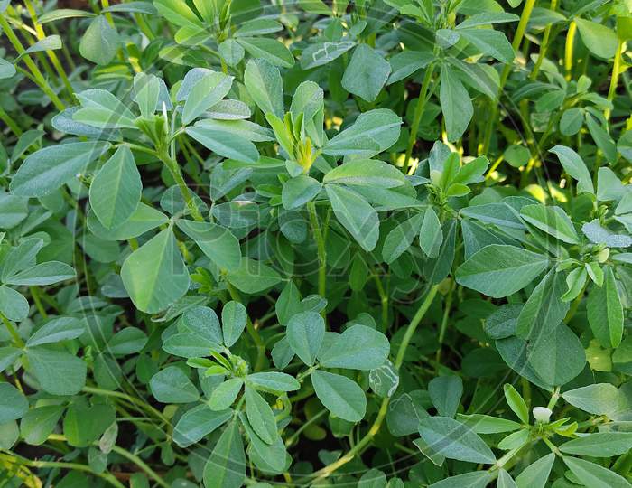 Fenugreek Plant In Field. Green Fenugreek . Fresh Green Fenugreek Leaves.
