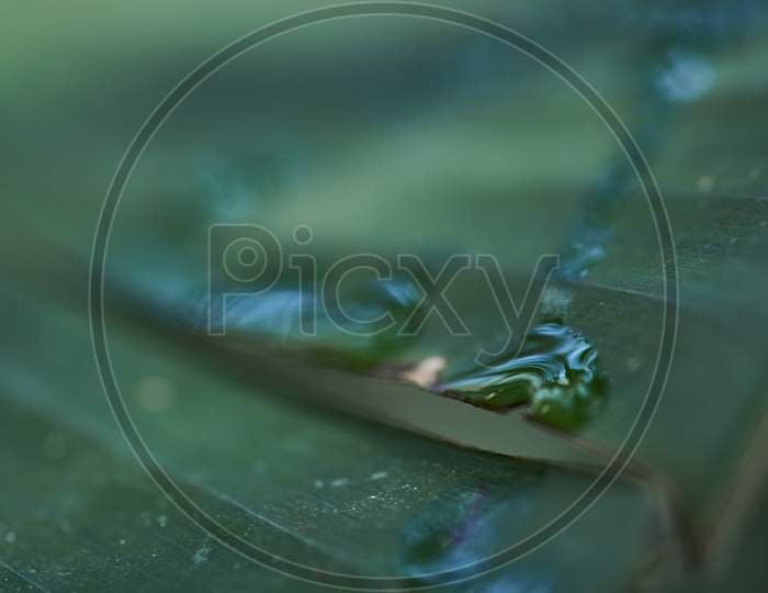 Closeup Shot Of Water Droplets On A Green Leaf