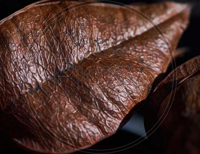Closeup Shot Of A Dry Brown Leaf