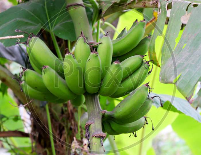 Healthy Raw Banana Bunch On Tree