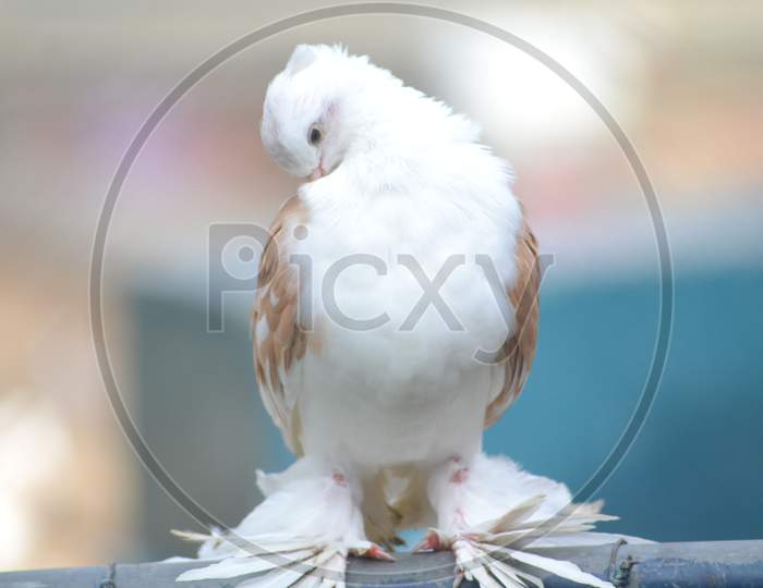 feather footed Pigeon