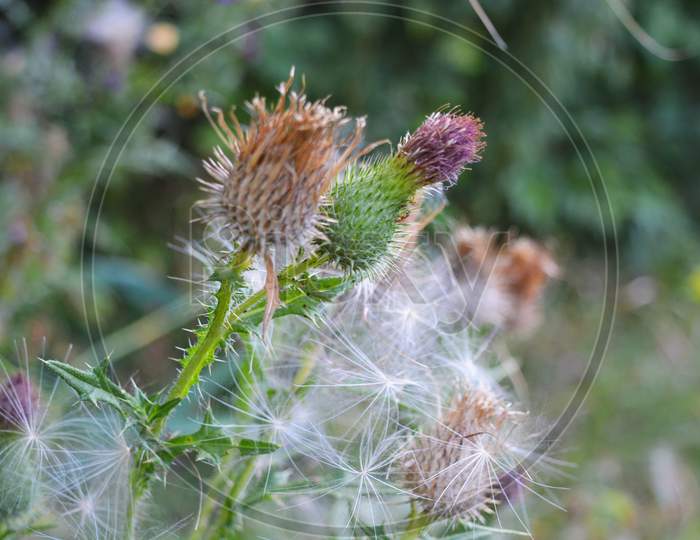 Very unusual flowers and inflorescences of the common thistle with seeds and airy white caps in nature, cirsium vulgare, the spear thistle, bull thistle, common thistle.