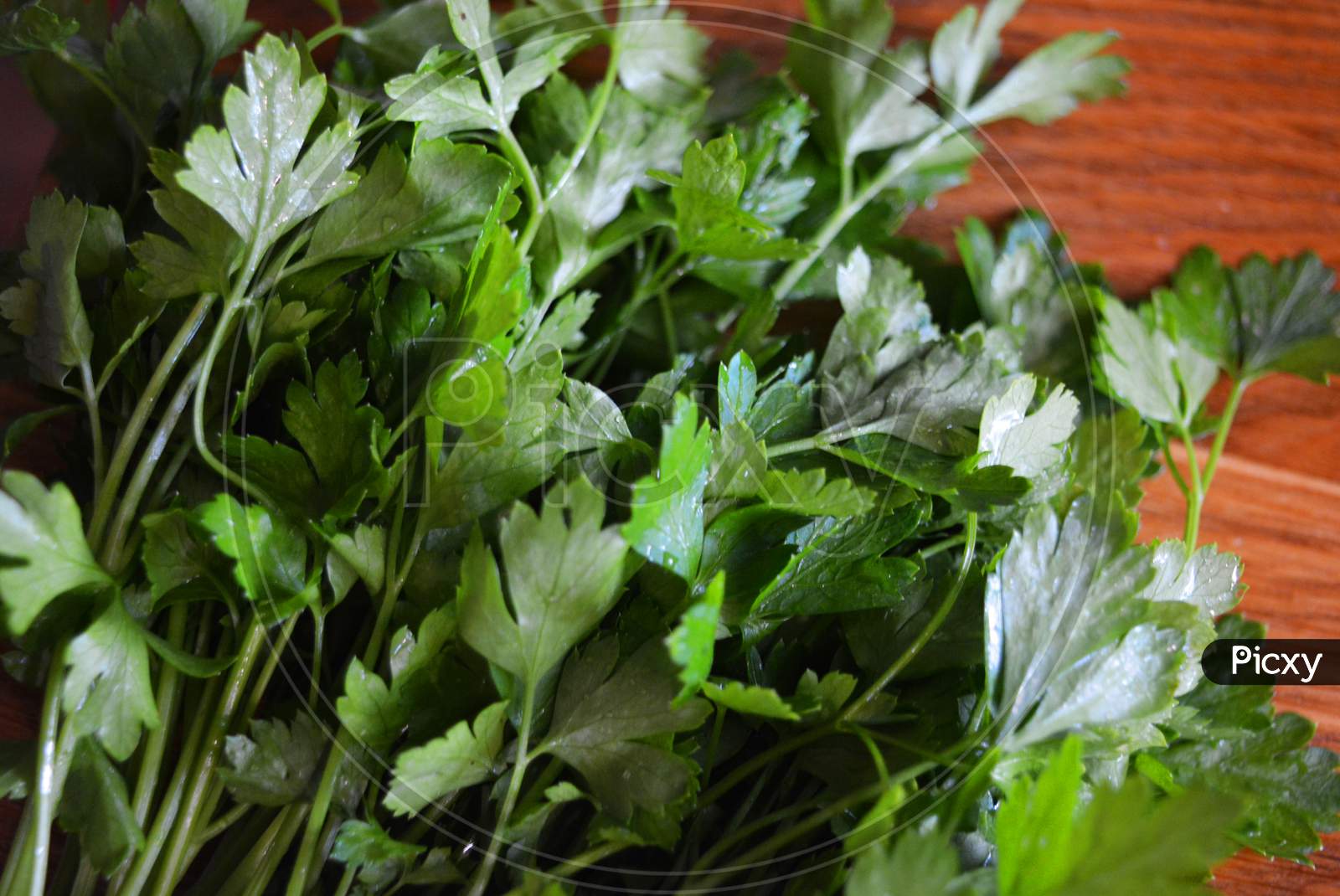 Bunches of green washed fresh parsley laid out on a wooden kitchen board.