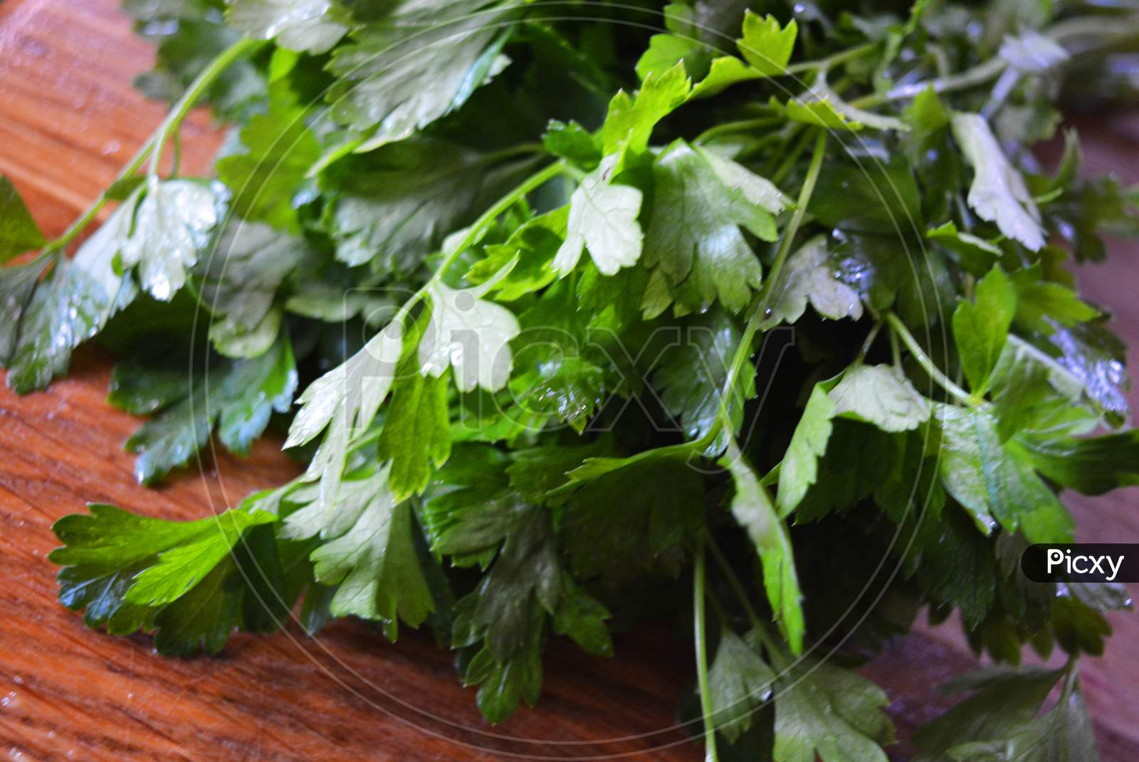 Bunches of green washed fresh parsley laid out on a wooden kitchen board.