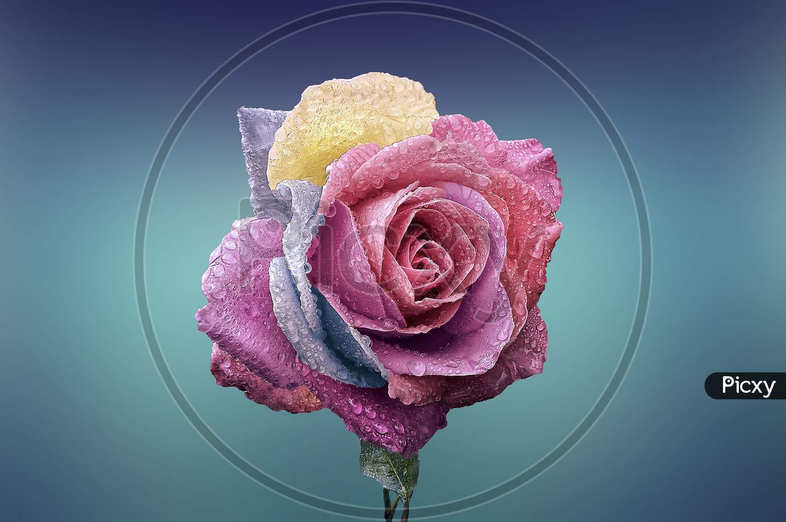 Purple and pink rose