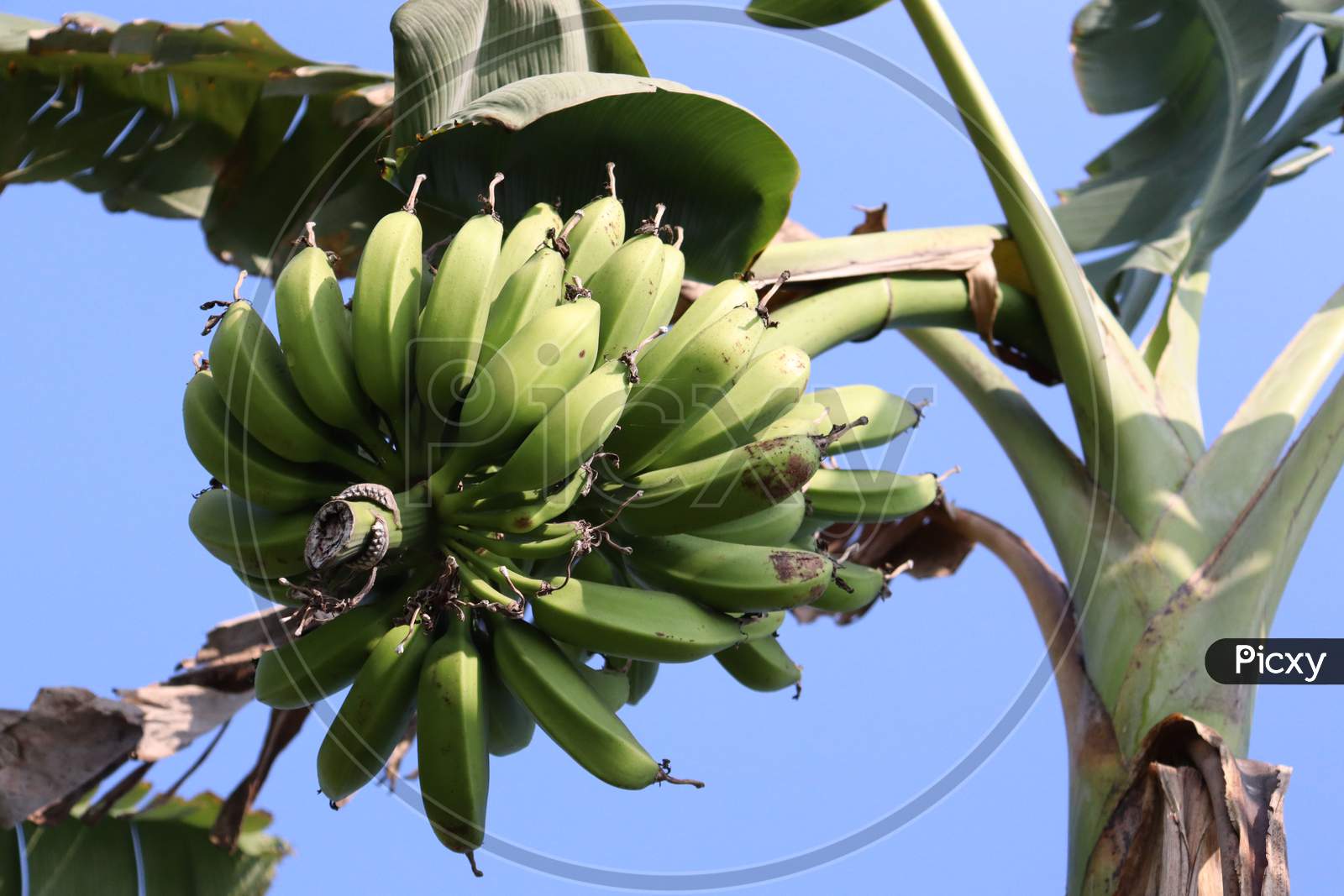 Healthy Raw Banana Bunch On Tree