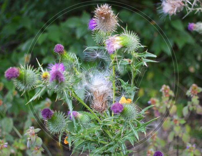 Very unusual flowers and inflorescences of the common thistle with seeds and airy white caps in nature, cirsium vulgare, the spear thistle, bull thistle, common thistle.