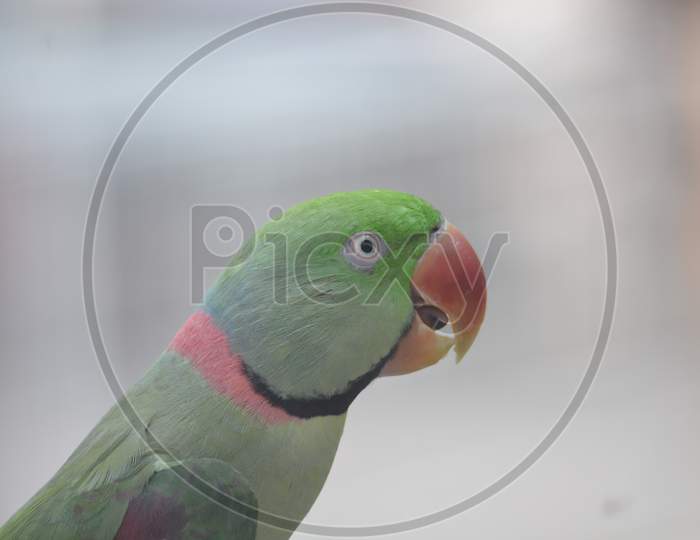 Portrait of parrot
