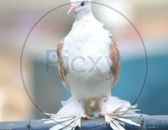 feather footed Pigeon