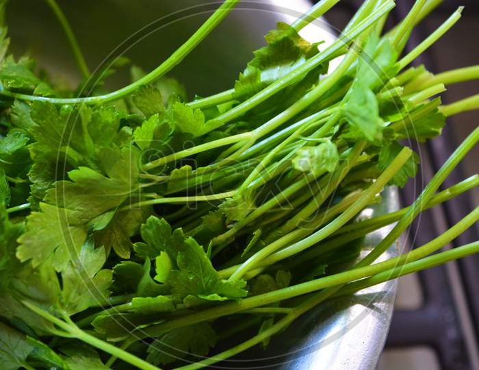 A bunch of wet green scrub fresh parsley for a salad lined in a gray stainless kitchen toe.