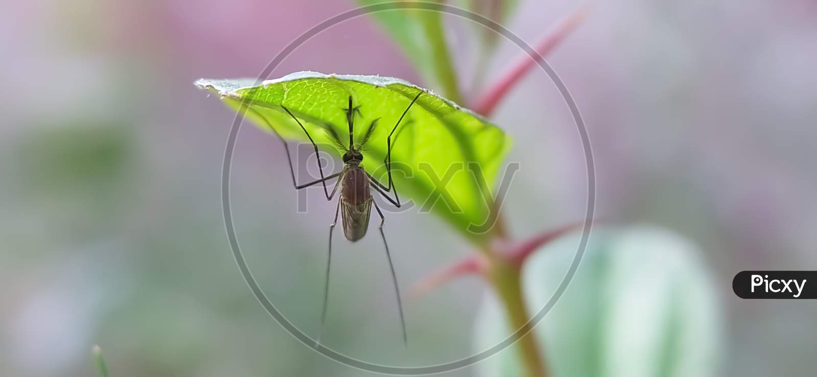 Culex pipiens Insects on leaf in indian village garden image  Mosquitoes image
