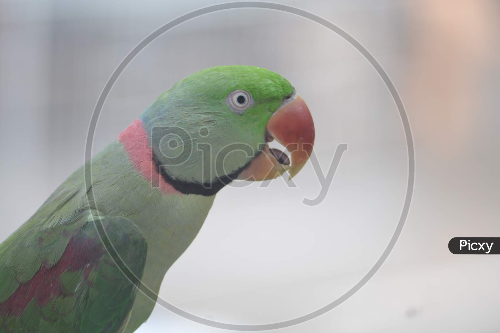 Portrait of parrot