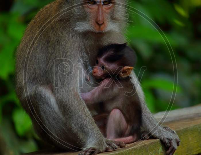 Monkey Mother and baby