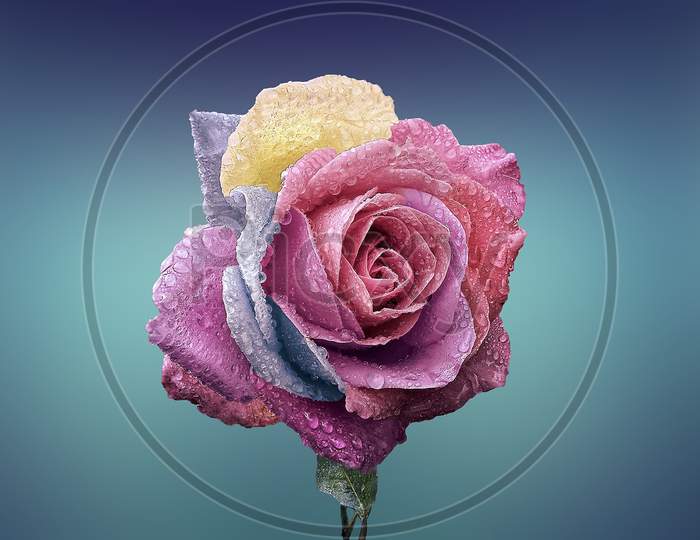 Purple and pink rose