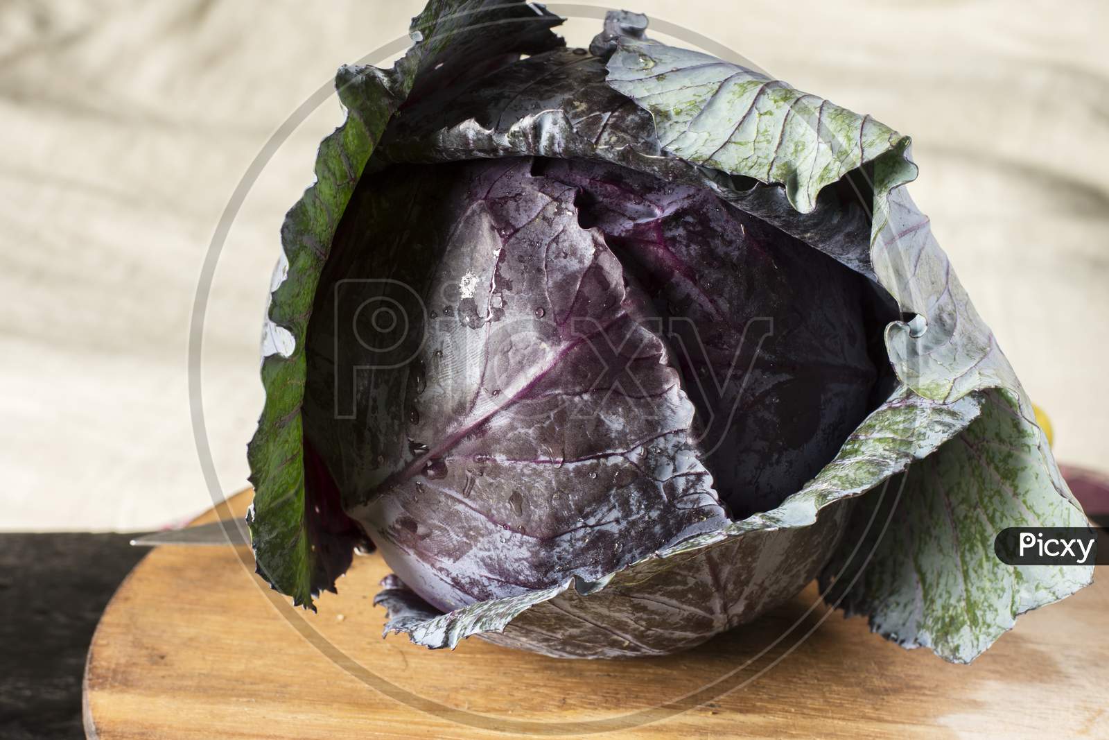 red cabbage leaf