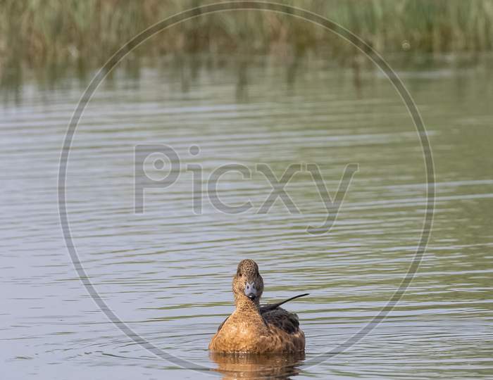 Eurasian Wigeon duck floating in water