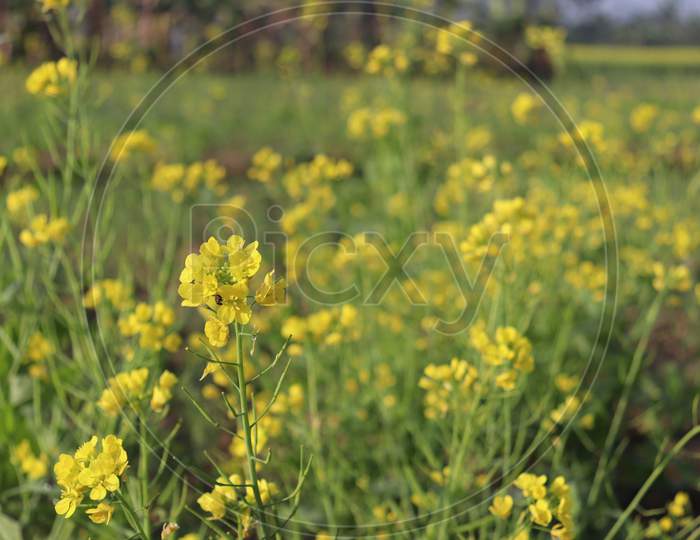 Yellow Colored Mustard Flower Firm