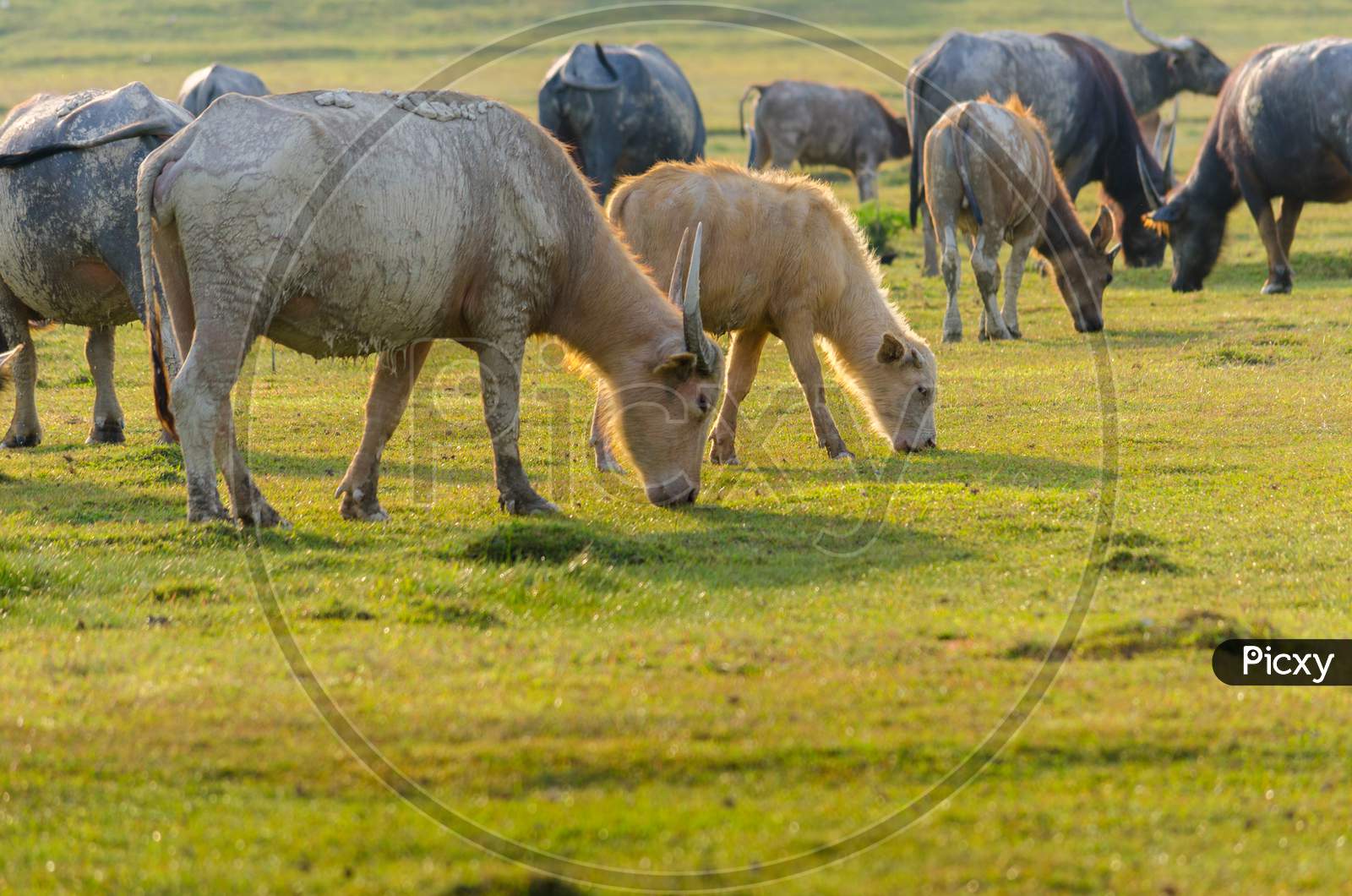 Buffalo Golden Light Meadow Buffalo Herd