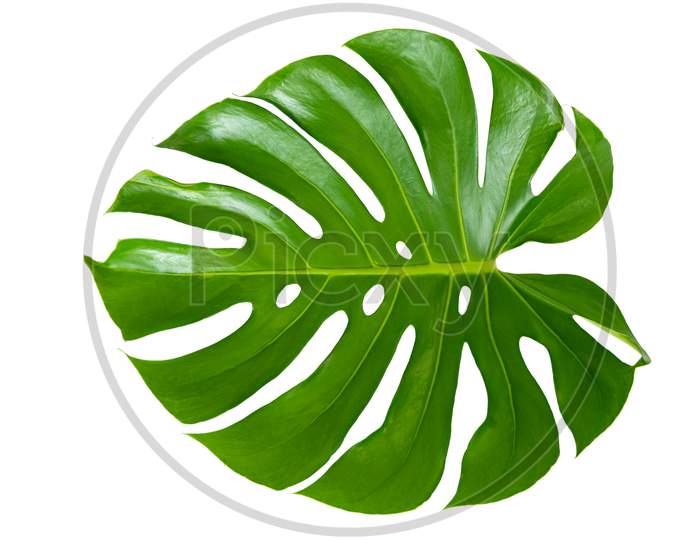 Monstera Leaves Leaves With Isolate On White Background Leaves On White