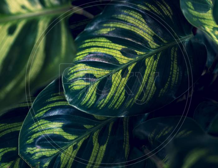 Tropical Leaves Colorful Flower On Dark Tropical Foliage Nature Background Dark Green Foliage Nature