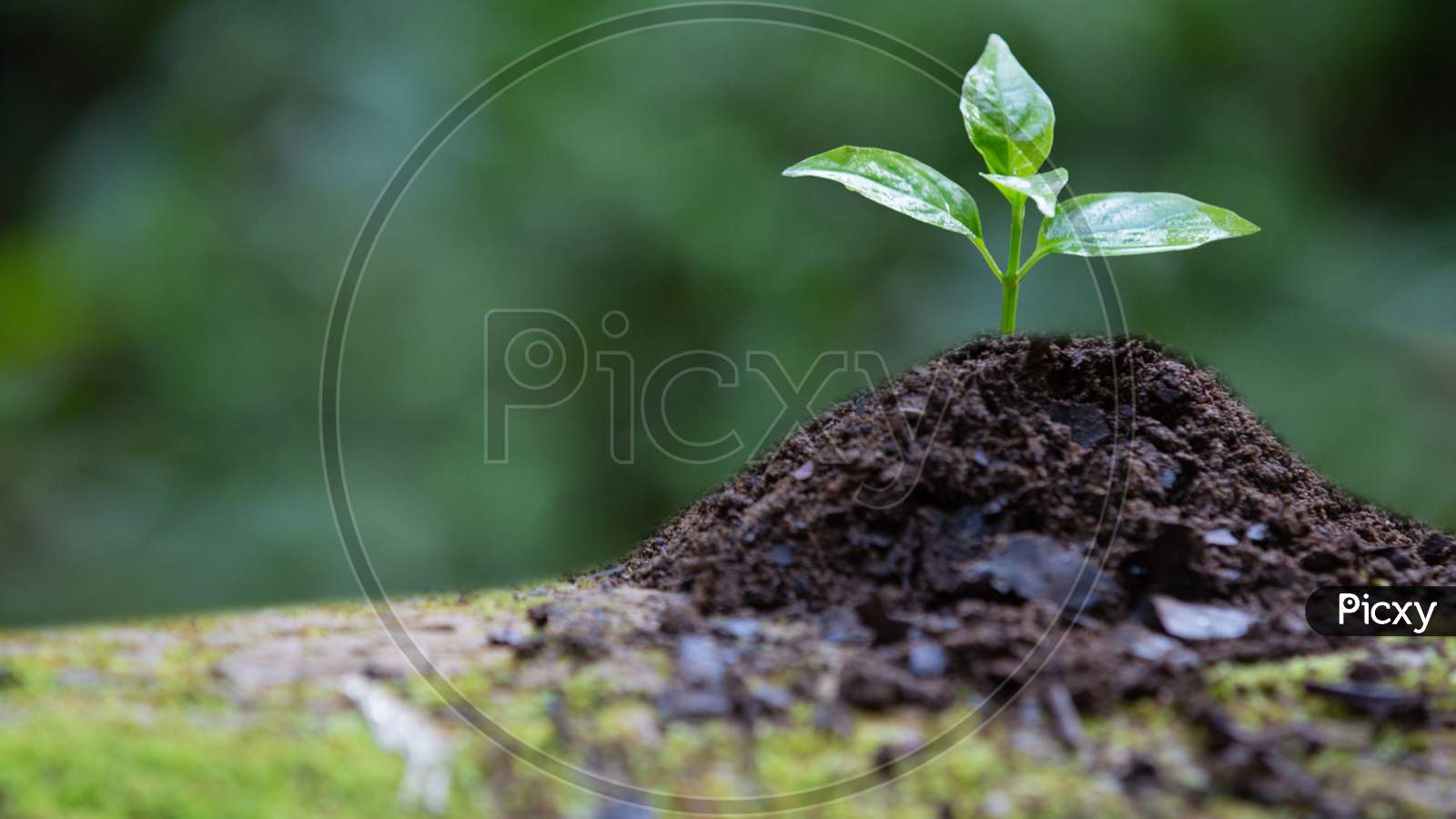 Young Green Plant In Nature, Concept Of Environment And Agriculture.4K High Quality