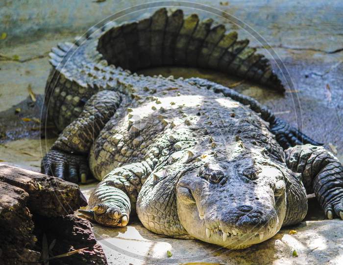 Crocodile at Mysore Zoo