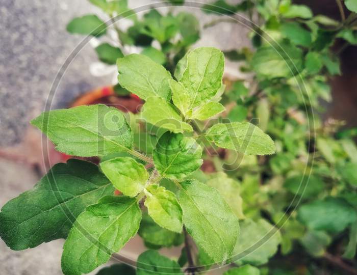 Ocimum tenuiflorum is commonly known as holy basil or tulsi