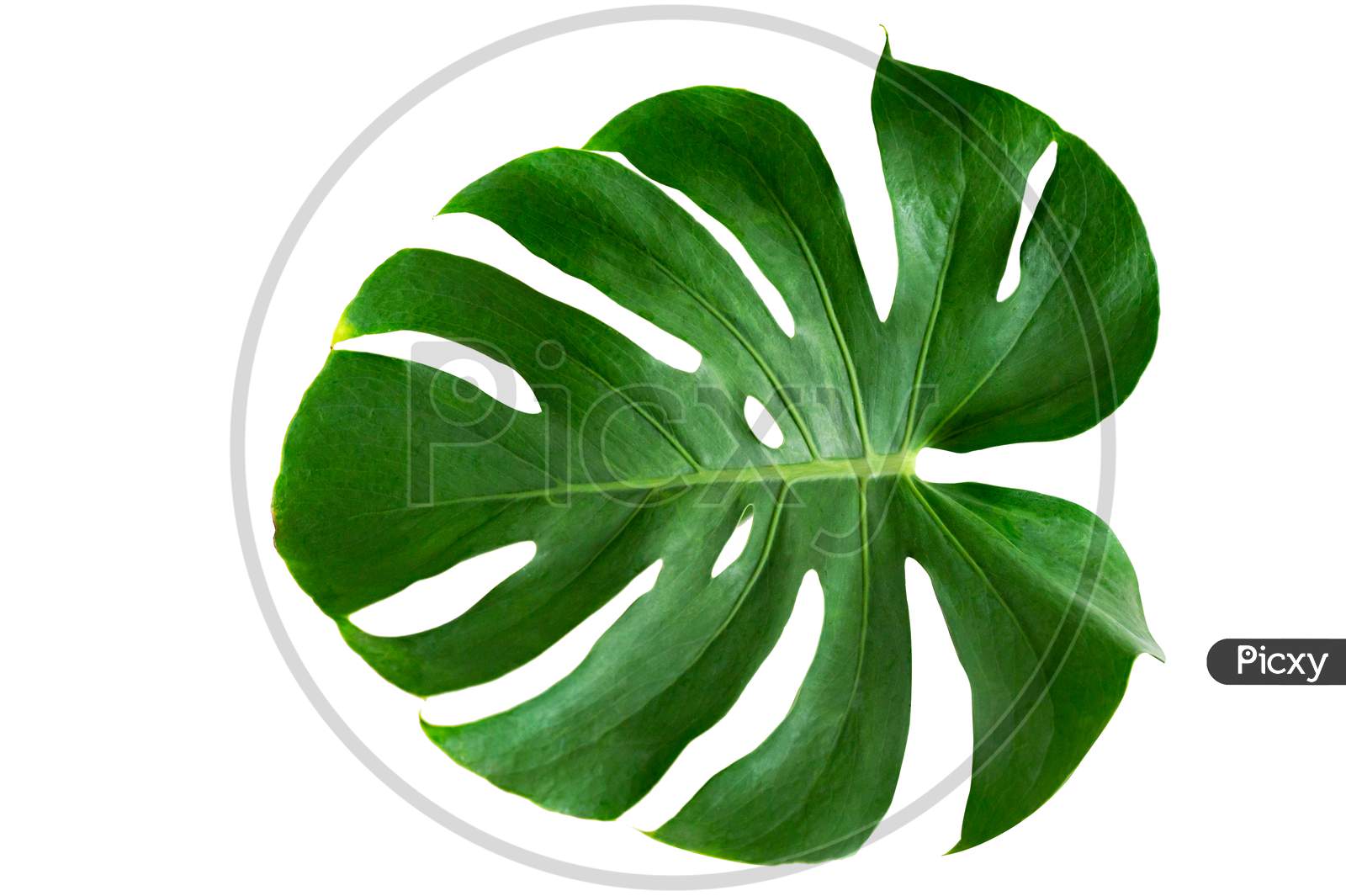 Monstera Leaves Leaves With Isolate On White Background Leaves On White