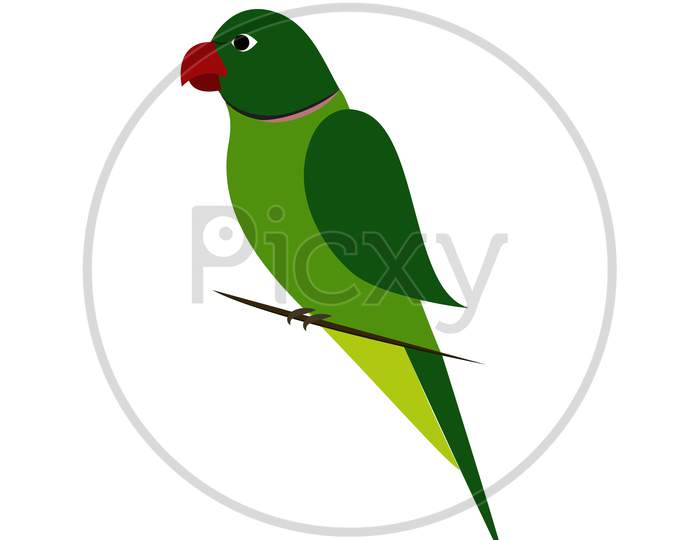 Parakeet / Parrot