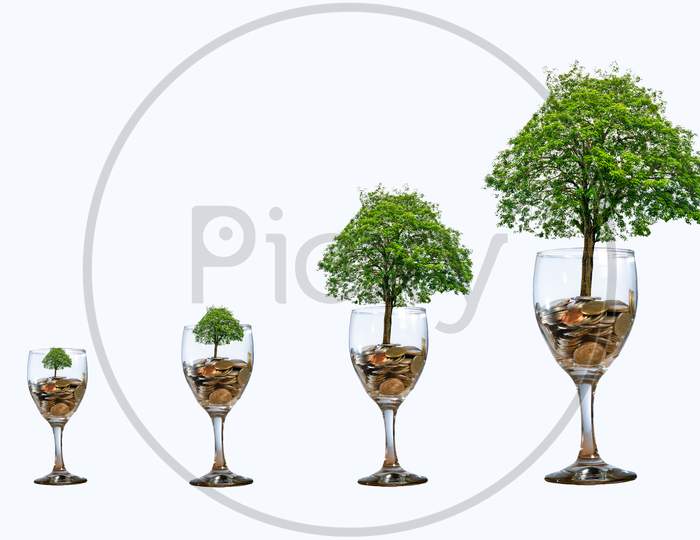Tree Coin Glass Isolate Increase Saving Money Hand Coin Tree The Tree Grows On The Pile. Saving Money For The Future. Investment Ideas And Business Growth