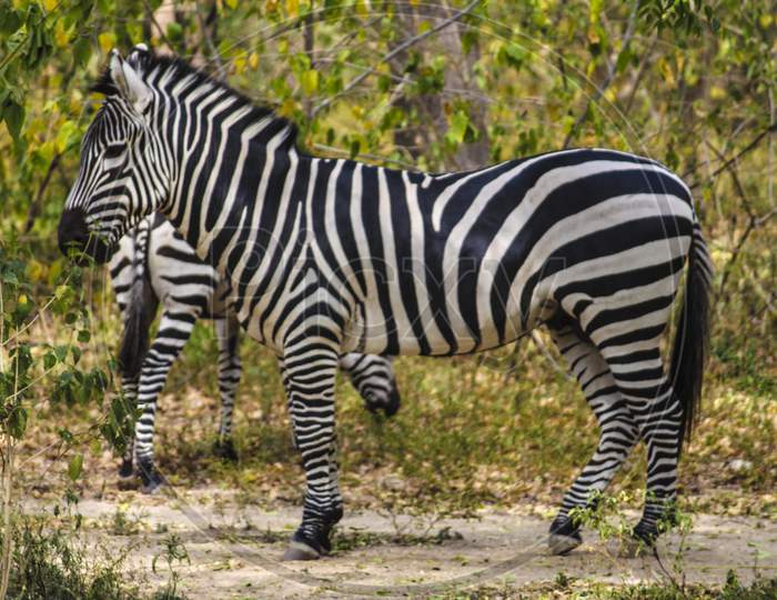Zebras at Mysore zoo