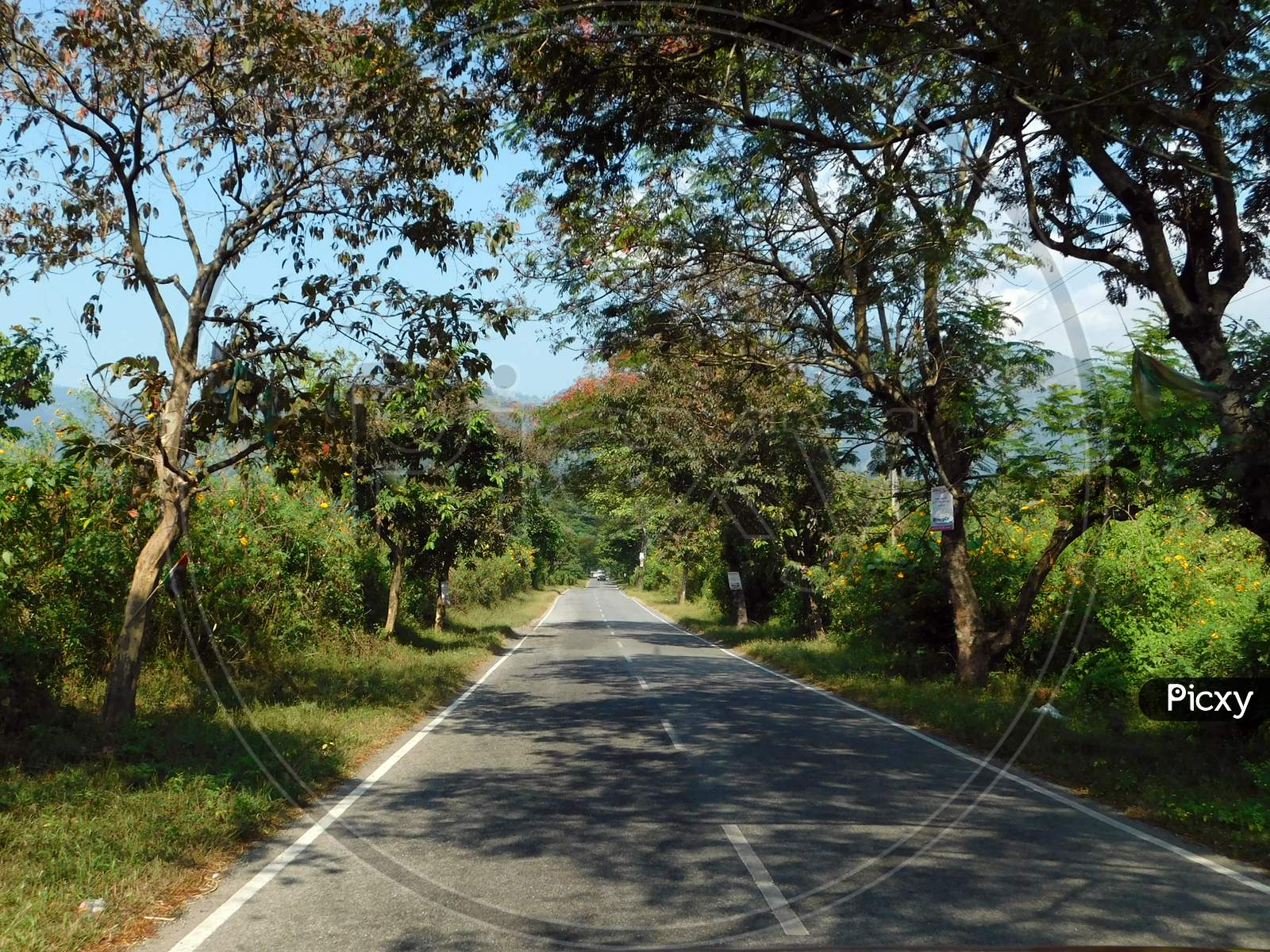 Road In Jungle