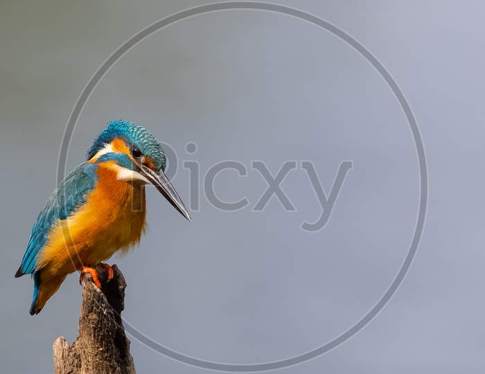Common Kingfisher bird in Keoladeo Bird Sanctuary